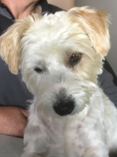 Customer photo review of Peigne de Toilettage Professionnel PuppySafe™