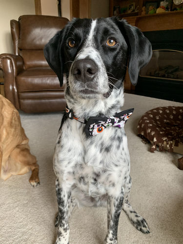 Customer photo review of Halloween dog collar bow tie