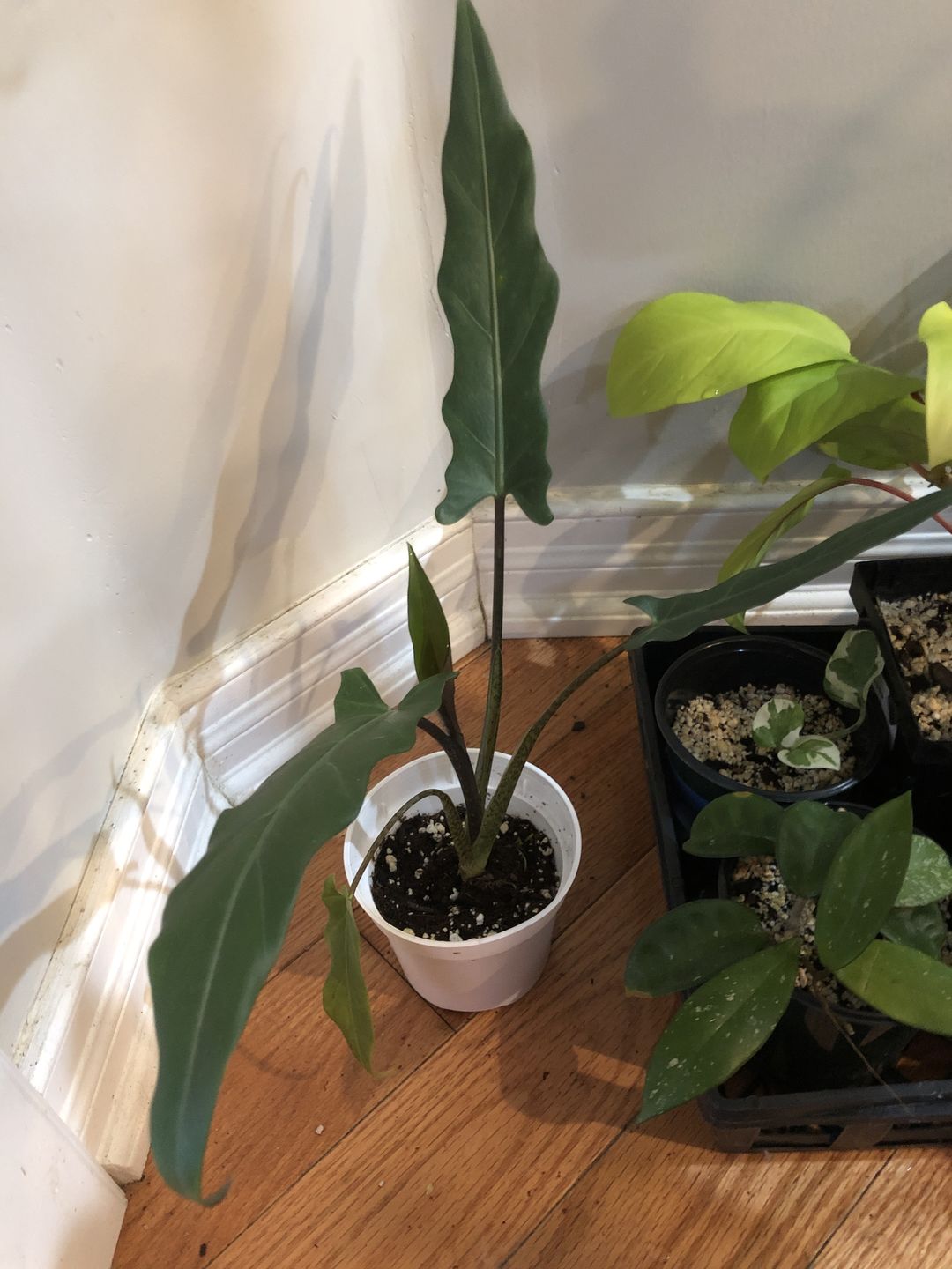 Customer photo review of 4" Alocasia Lauterbachiana
