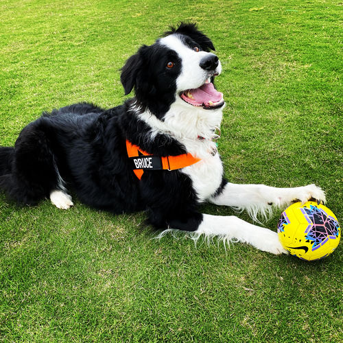Customer photo review of DF Co. Hi-Vis Orange Dog Harness