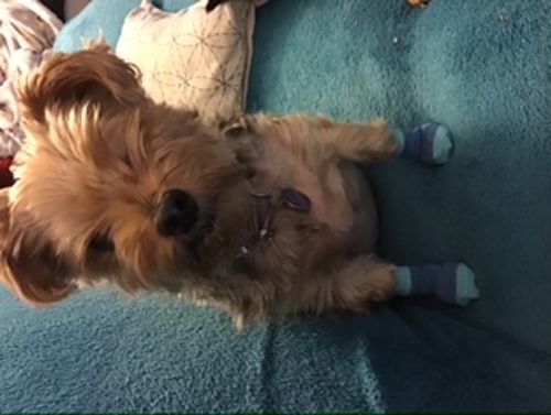 Customer photo review of Dog Socks - Non-slip