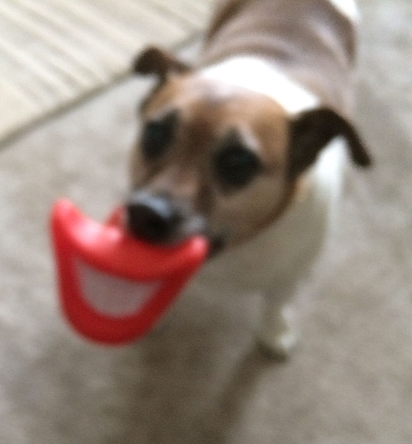 Customer photo review of Petsmile Professional Pet Toothpaste - 4.5 Oz- Rotisserie Chicken Flavour