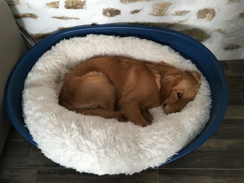 Customer photo review of Lit Apaisant Comfy® |  Pour Chien et Chat
