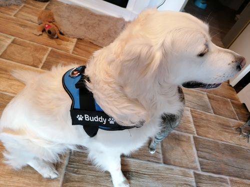 Customer photo review of Pfotenlove - Anti-Zug Personalisiertes Hundegeschirr – Premium Edition