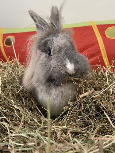 Customer photo review of Meadow Hay Box