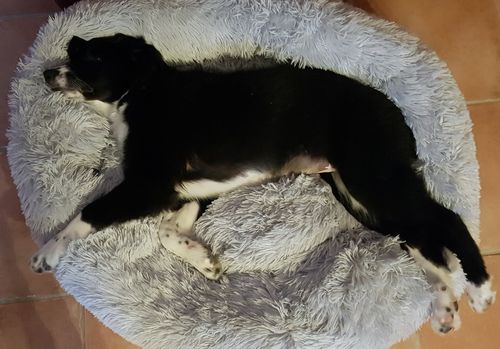 Customer photo review of Lit Apaisant Comfy® |  Pour Chien et Chat
