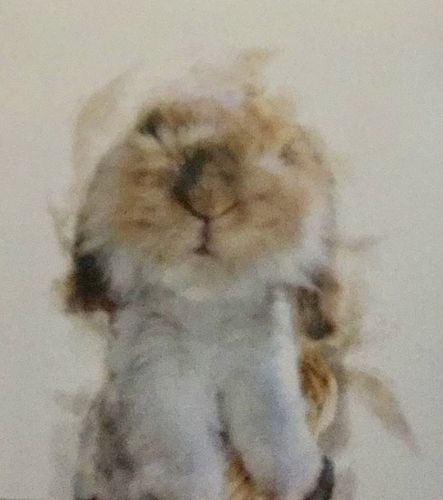 Customer photo review of Individuelles Haustierporträt - Posterdruck