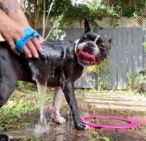 Customer photo review of PawSpa Bathing Brush