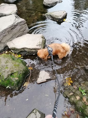 Customer photo review of Pfotenlove - Anti-Zug Personalisiertes Hundegeschirr – Premium Edition