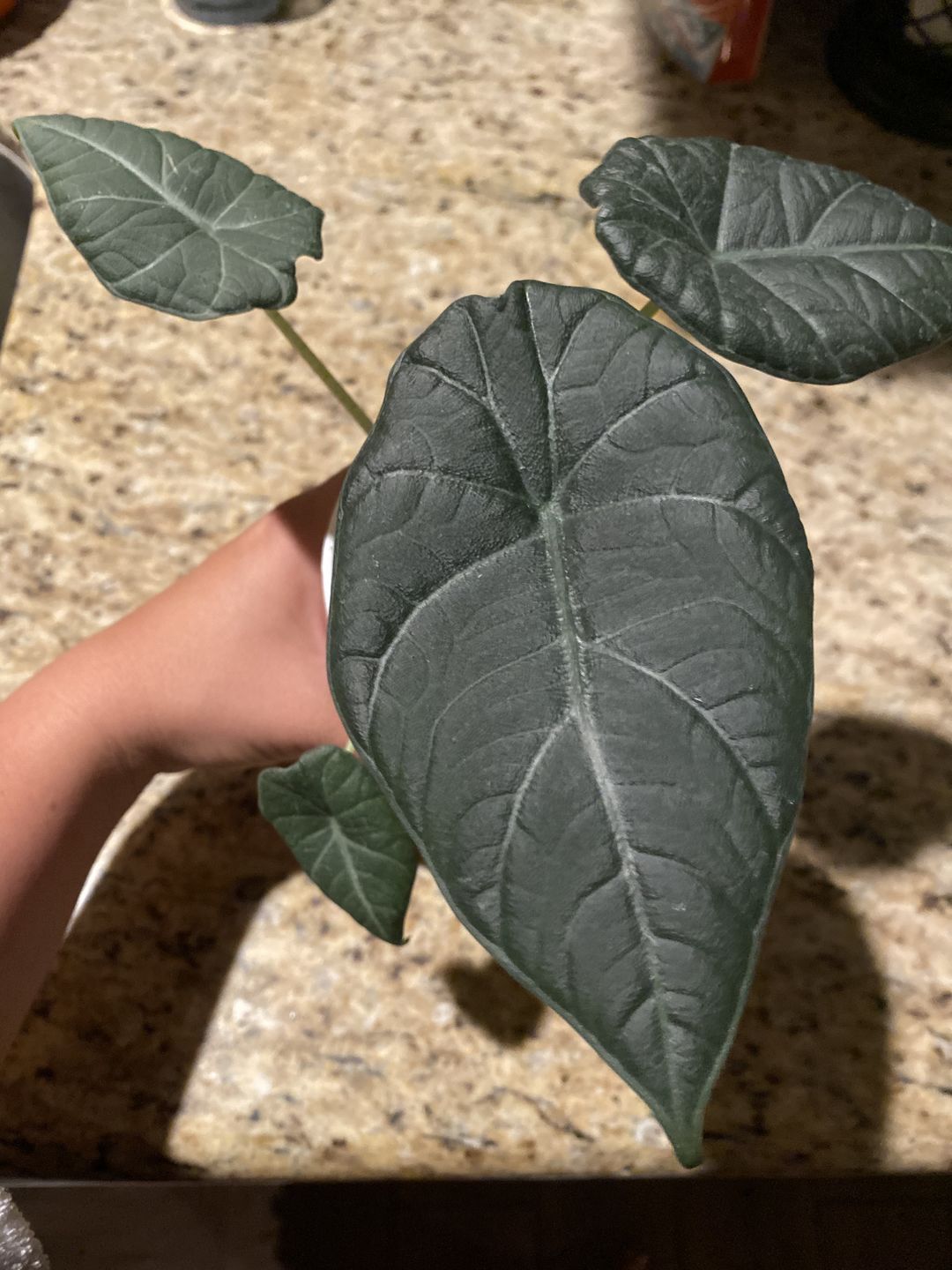 Customer photo review of 4" Alocasia Maharani