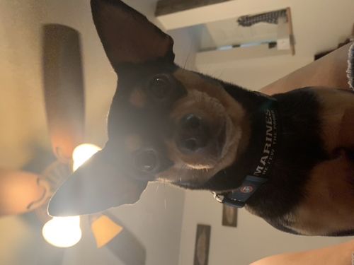 Customer photo review of USMC Seal - Collar & Leash Set