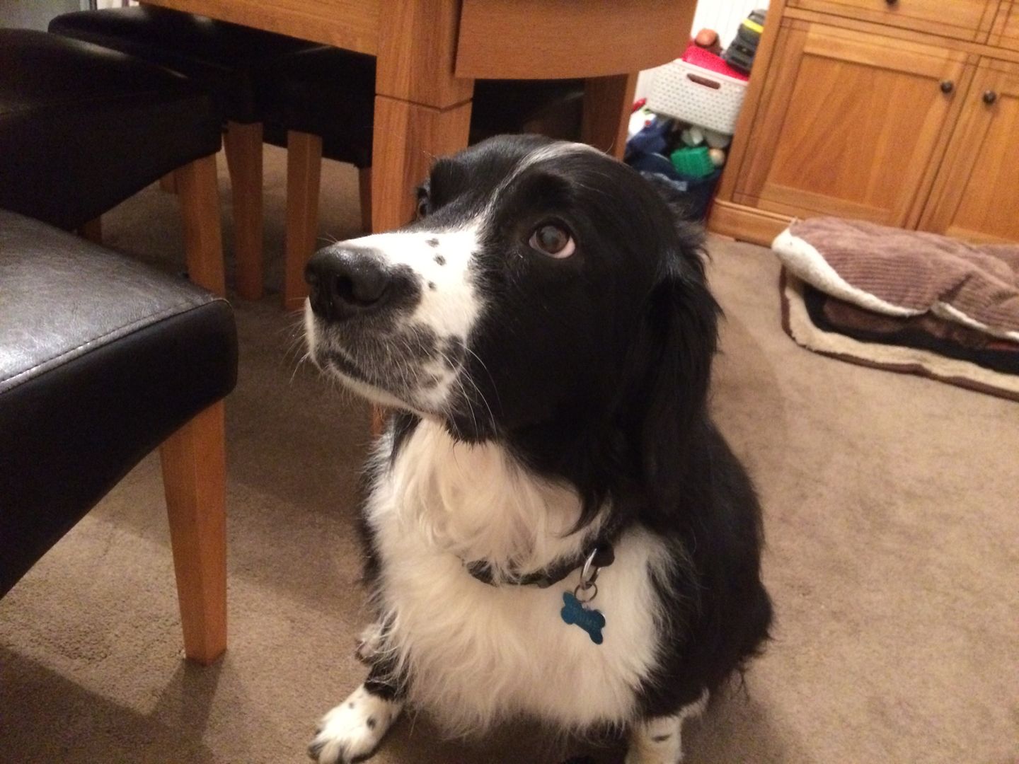 Customer photo review of Dog Spray