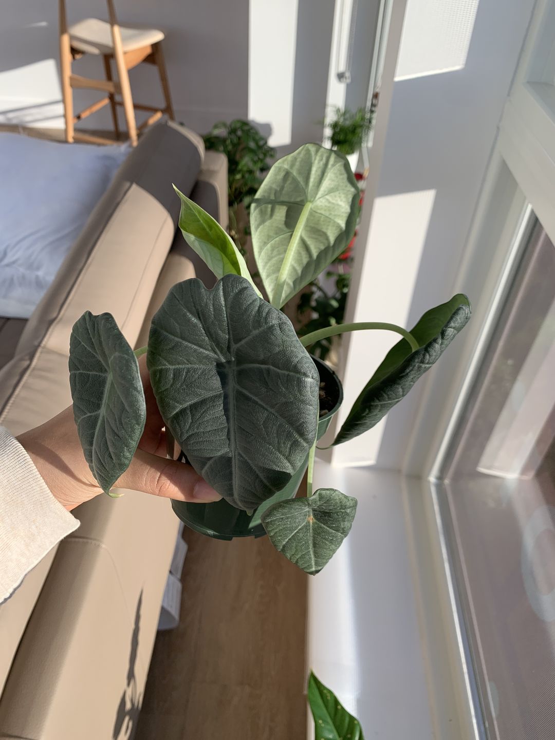 Customer photo review of 4" Alocasia Maharani