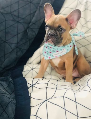 Customer photo review of Luxury Waterproof Bed Blanket - Blue Trim - Blue/White