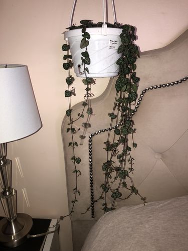 Customer photo review of Hanging String Of Hearts Succulent Vine
