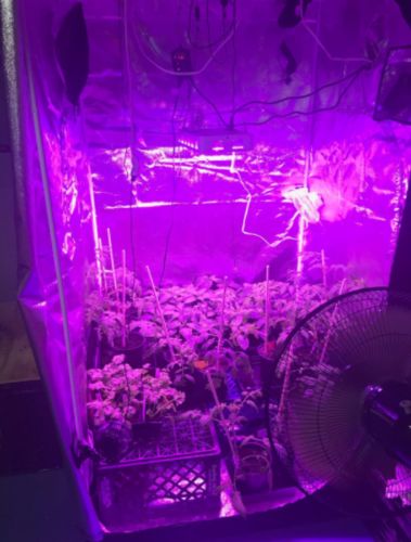 Customer photo review of 1000W LED Plant Grow Lights Full Spectrum Flowering Lights with Daisy Chain, Dual Chips & Thermometer Monitor