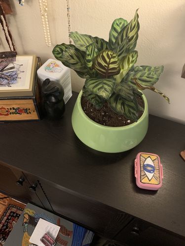 Customer photo review of Medium Calathea Roseopicta 'Dottie'