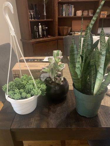 Customer photo review of Small Tradescantia Nanouk