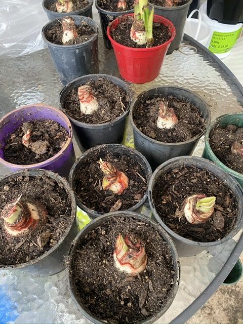 Customer photo review of Hippeastrums