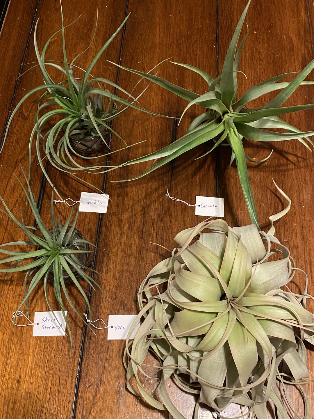 Customer photo review of Large Air Plants Mystery Box
