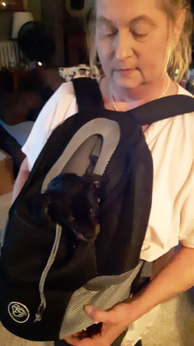 Customer photo review of Petyfy™ Dog Backpack + Lifetime Warranty!