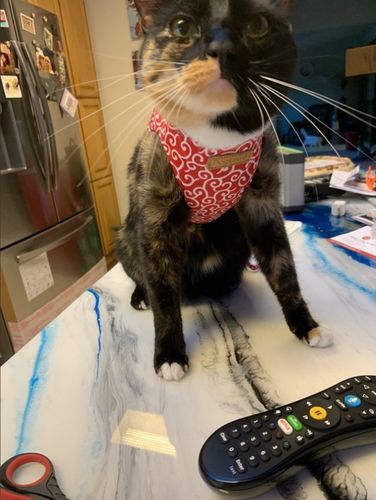 Customer photo review of FancyCat™ - Hip Kattentuig en Riem Set
