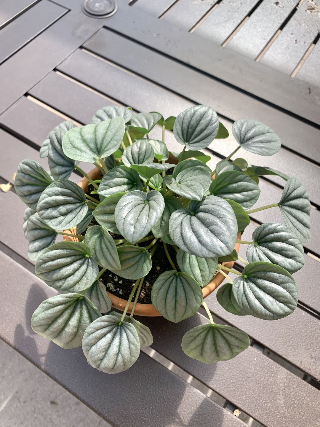 Customer photo review of 4" Peperomia 'Frost'