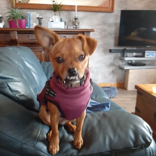 Customer photo review of Petyfy ™ Winter Jacket