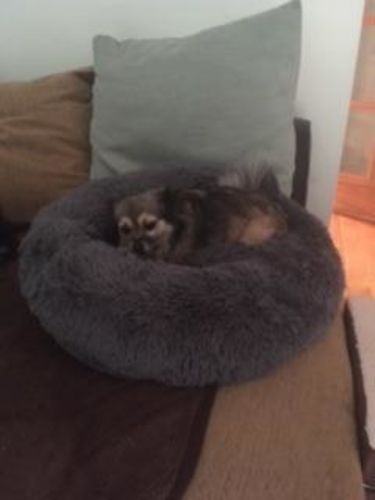 Customer photo review of Original Calming Dog Bed with Removable Cover