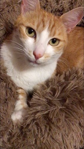 Customer photo review of Cuccia Antistress Per Pelosetti - Super Cucciolo®