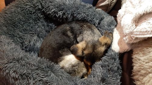 Customer photo review of Original Calming Dog Bed with Removable Cover