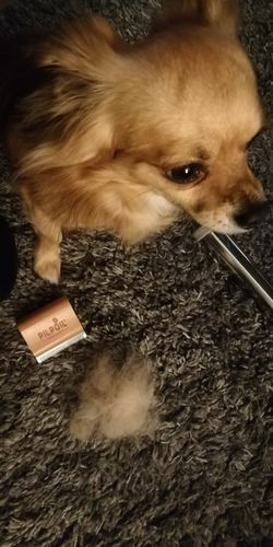 Customer photo review of Brosse Anti-Poils Chien, Chat, Cheval, Lapin | Original | Pilpoil®