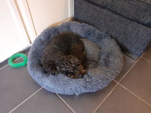 Customer photo review of Original Calming Dog Bed with Removable Cover