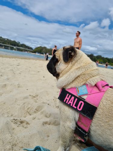 Customer photo review of DF Co. Neon Green Dog Harness