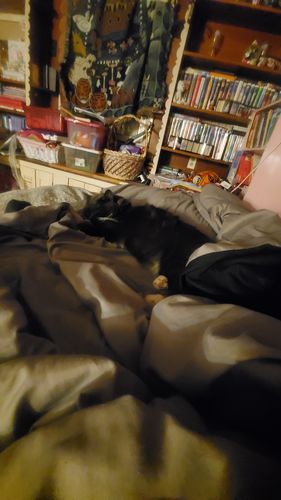 Customer photo review of Bailey's Full Spectrum Hemp Oil For Dogs w/ 600MG Naturally Occurring CBD