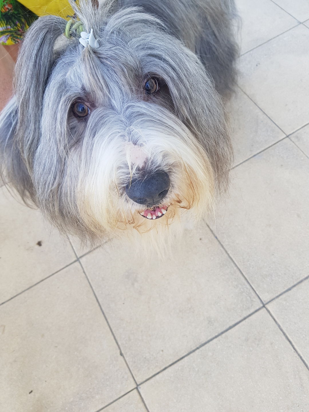 Customer photo review of Spray anti-tartre pour chien