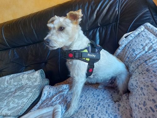 Customer photo review of Pfotenlove - Anti-Zug Personalisiertes Hundegeschirr – Premium Edition