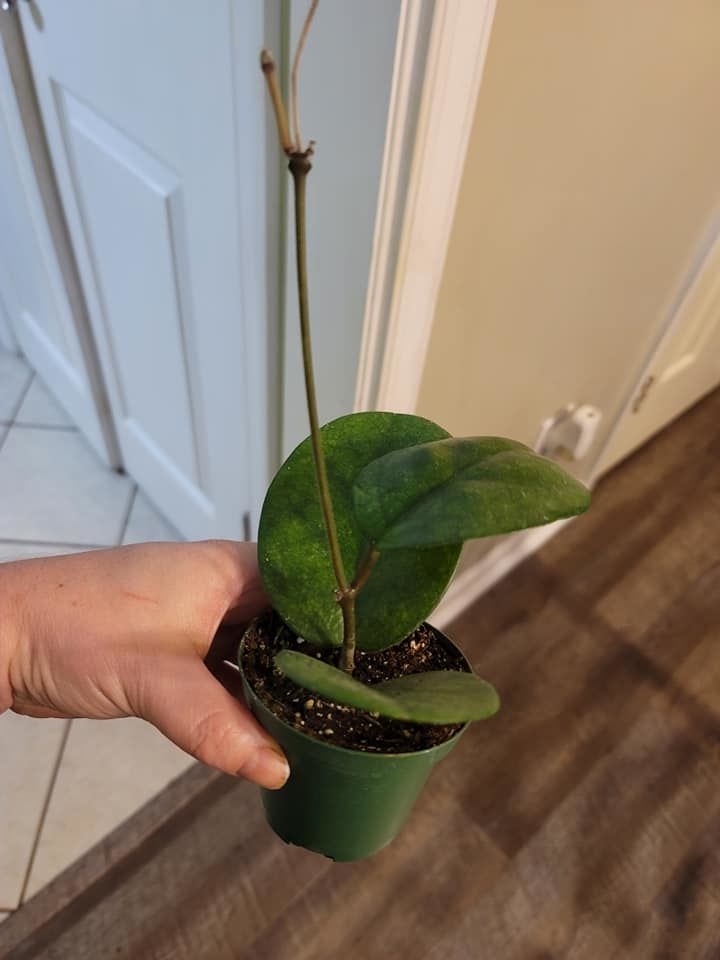 Customer photo review of 3" Hoya Fungii