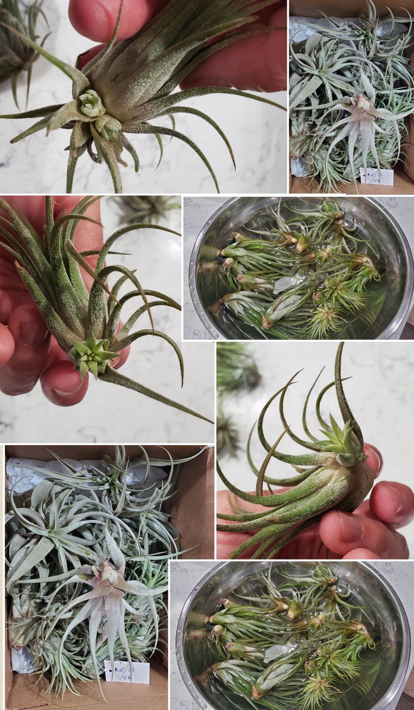 Customer photo review of B Quality Ionantha Variety 3 Pack  ($0.75 Per Plant)