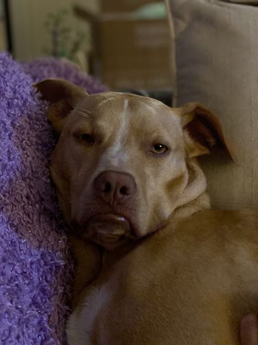 Customer photo review of Bliss & Chill - Calming Aromatherapy Essential Oils for dogs