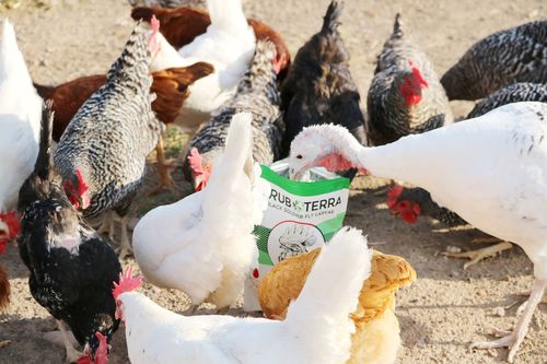 Customer photo review of GrubTerra Dried Larvae Sample