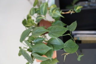 Customer photo review of 4" Philodendron hederaceum Green