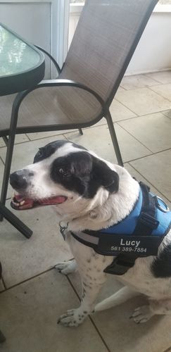 Customer photo review of Lifetime Warranty Personalized NO PULL Dog Harness (FREE Shipping)