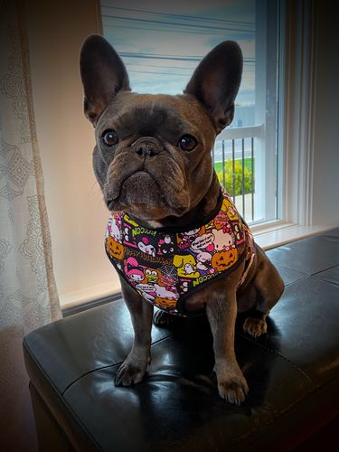 Customer photo review of Halloween Hello Kitty Kawaii dog harness