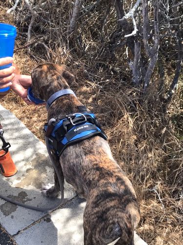 Customer photo review of Lifetime Warranty Personalized NO PULL Dog Harness (FREE Shipping)