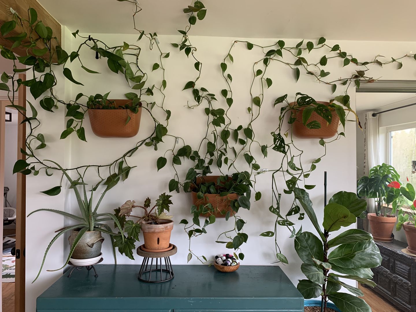 Customer photo review of Wally Eco Terracotta Wall Planter
