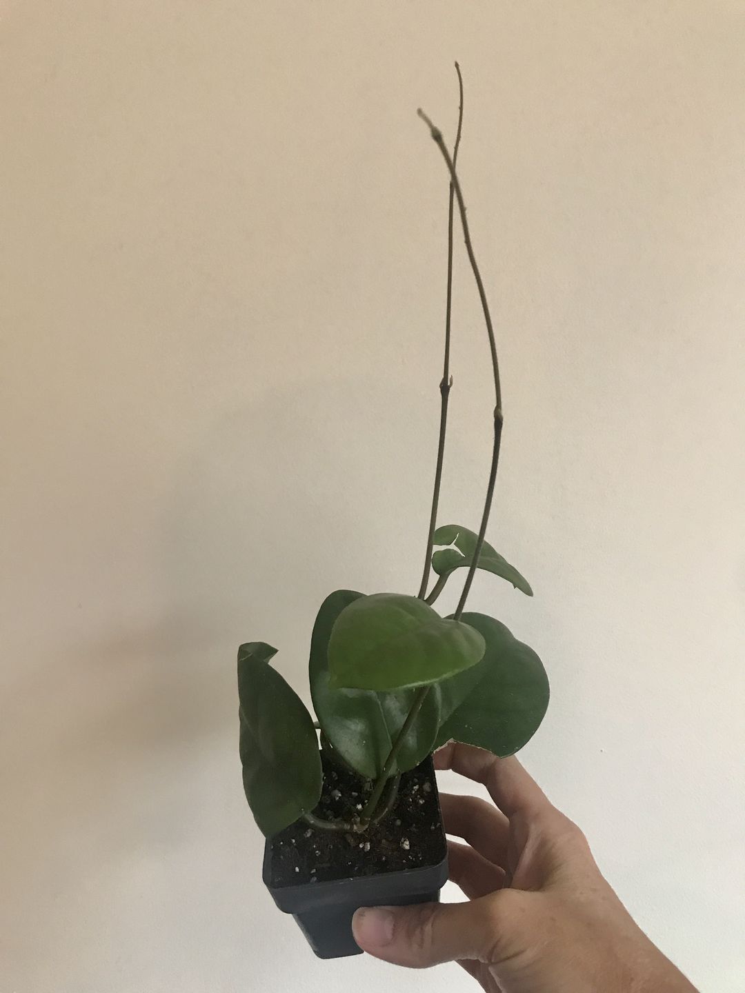 Customer photo review of 3" Hoya Fungii