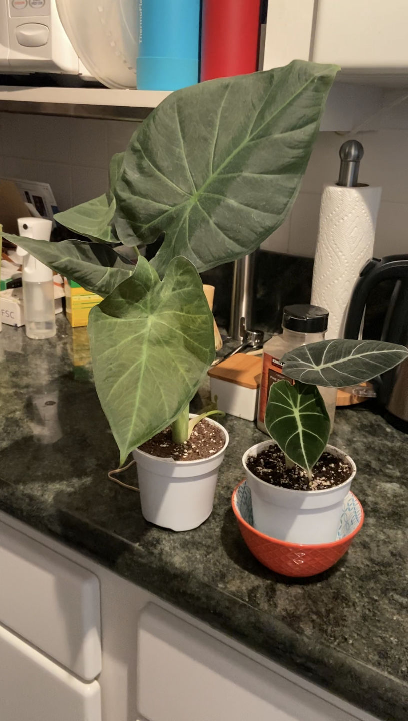 Customer photo review of 4" Alocasia Regal Shield