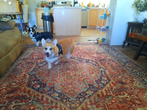 Customer photo review of Lifetime Warranty Personalized NO PULL Dog Harness (FREE Shipping)