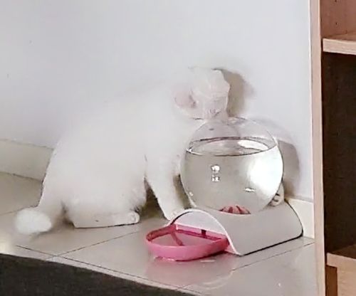 Customer photo review of ZEZE® Bubble Automatic Water Dispenser